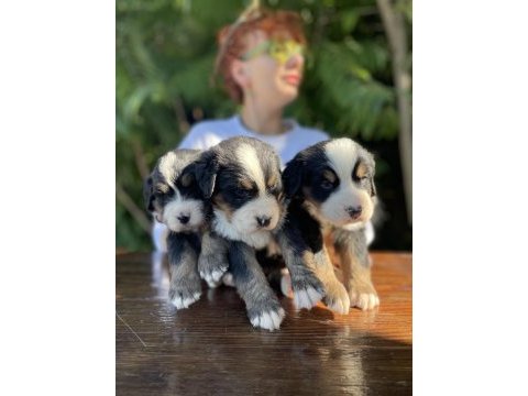 Mükemmel bernese dağ köpeği yavrular