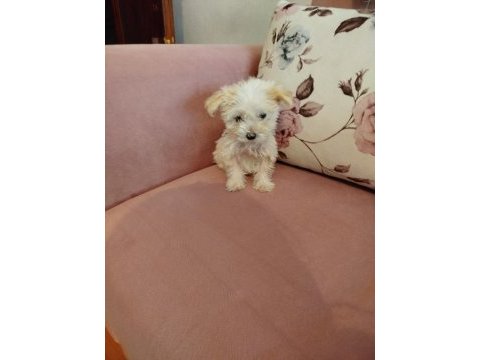 2 aylık maltese