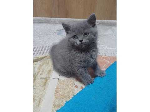 British shorthair minnoşum
