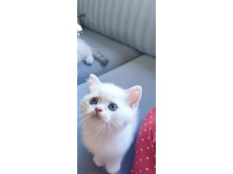 British shorthair yavrularımız