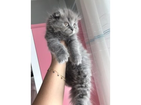 Scottish fold longhair dişi