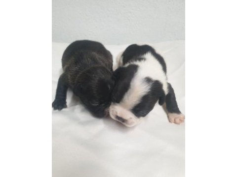 French bulldog bebekler