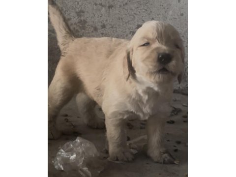 Erkek golden retriever a kalite