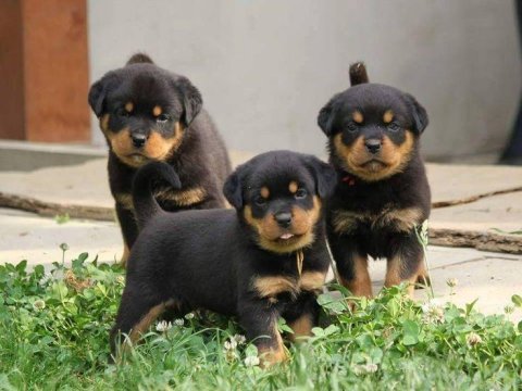 Rottweiler yavru köpeklerimiz