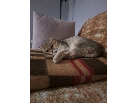 Show kalite british shorthair