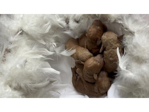 2 haftalık poodle kahverengi bebekler