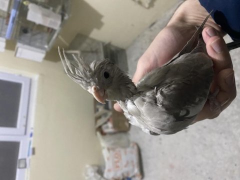 Eğitmenlik, ele alıştırmalık yeme düşmüş yavru kuşlar