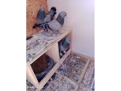 Uygun fiyat toplu güvercin