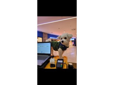 Sağlıklı maltese terrier 0 numara