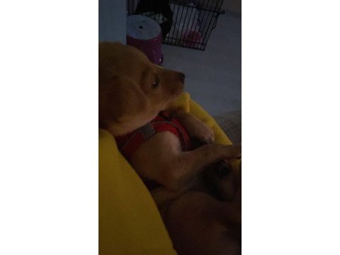 4 aylık pinscher