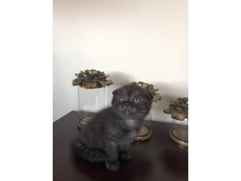 Scottish fold yavrularımıza yuva arıyoruz