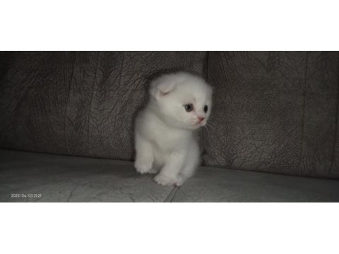2 aylık yavru scottish fold