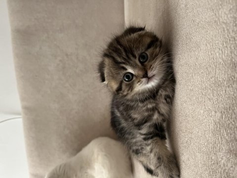 Scottish fold bebeklerimiz