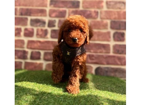 Safkan toy poodle yavrular