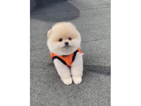 A kalite ırk sağlık garantili pomeranian boo yavru