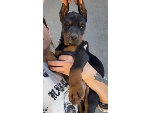 Şecereli european doberman