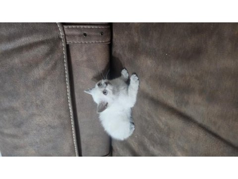 Beyaz scottish fold prens