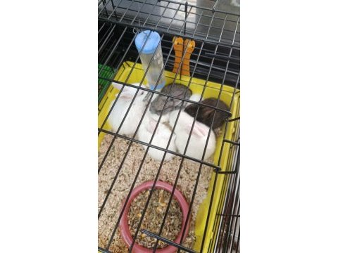Yavru tavşanlar süs evcil