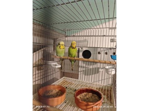 Show jumbo takım muhabbet kuşu