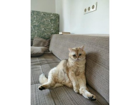 British shorthair 2 yaşında erkek