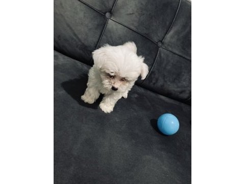 2 aylık maltese terrier