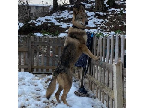 Çekoslovak wolfdog