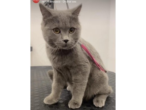 Sakin british shorthair kedimiz mars