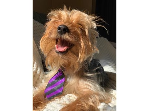 Yorkshire terrier seyahat yüzünden sahiplendirme