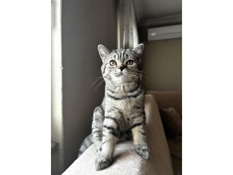 British shorthair tabby yavru