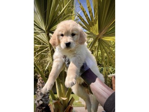 Irk ve sağlık garantili golden retriever bebekler