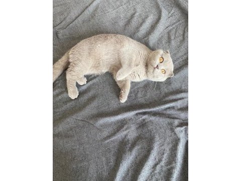 Lilac rengi scottish fold 5 aylık dişi