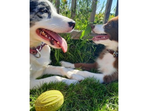 Safkan border collie yavruları