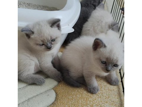 Cins kedi british shorthair