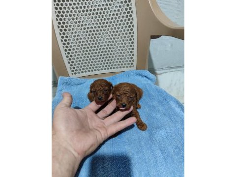 Baba kore anne toy poodle bebekler