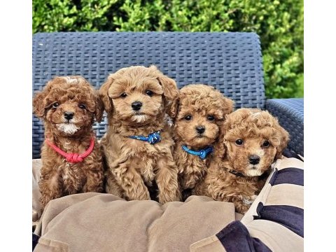 Asılı pasaportlu mıkroçıplı maltipoo  yavrularımız 