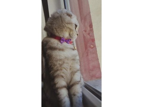 Prenses scottish fold kedimiz