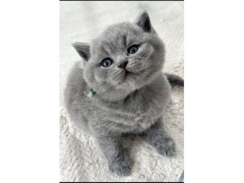 Kadife tüylü gri british shorthair