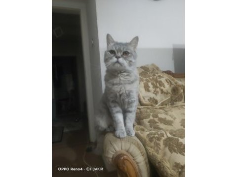 Dişi british whiskas 2 yaşında