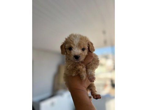 Maltipoo yavrular teacup bebekler