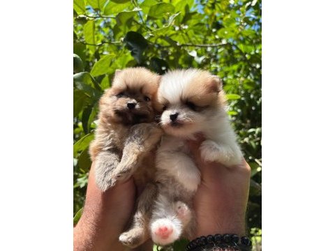 Safkan pomeranian boo yavrular gelmiştir