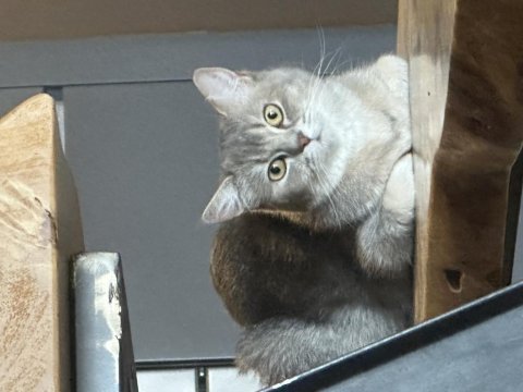 Ücretsiz eşyalarıyla beraber verilecek british shorthair