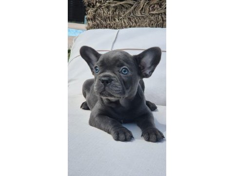 Blue french bulldog yavruları istanbul