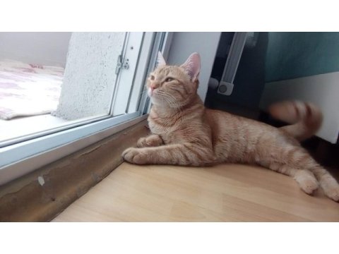 Kedimiz maya için yeni yuva arıyoruz