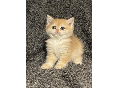Anne baba şecereli safkan golden ny12 british shorthair