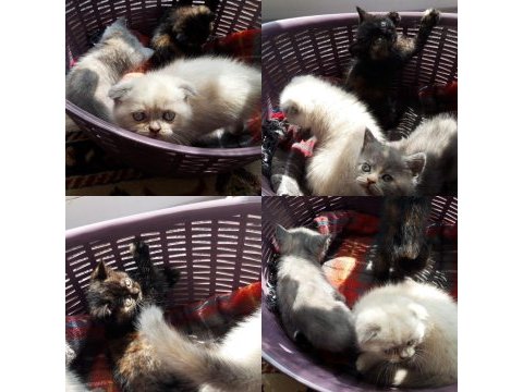 Mükemmel blue point ve british shorthair yavrular