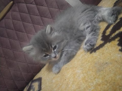 British longhair 60 günlük