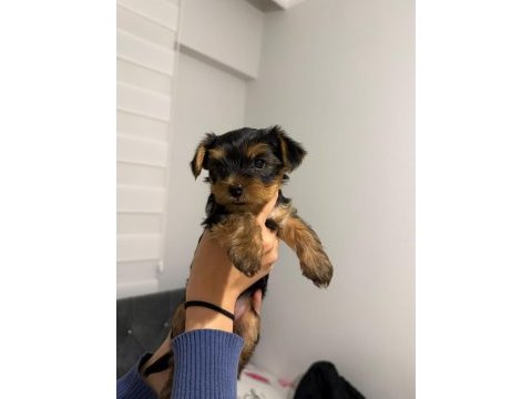 3 aylık yorkshire terrier yavruları