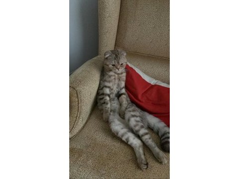 Scottish fold kedisi