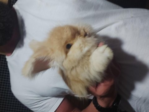 Angora tavşan yavrusu