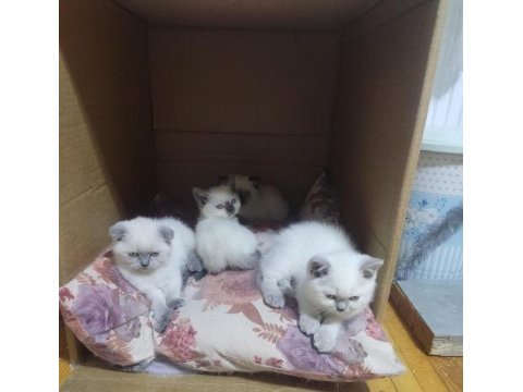 50 günlük british shorthair bebisler
